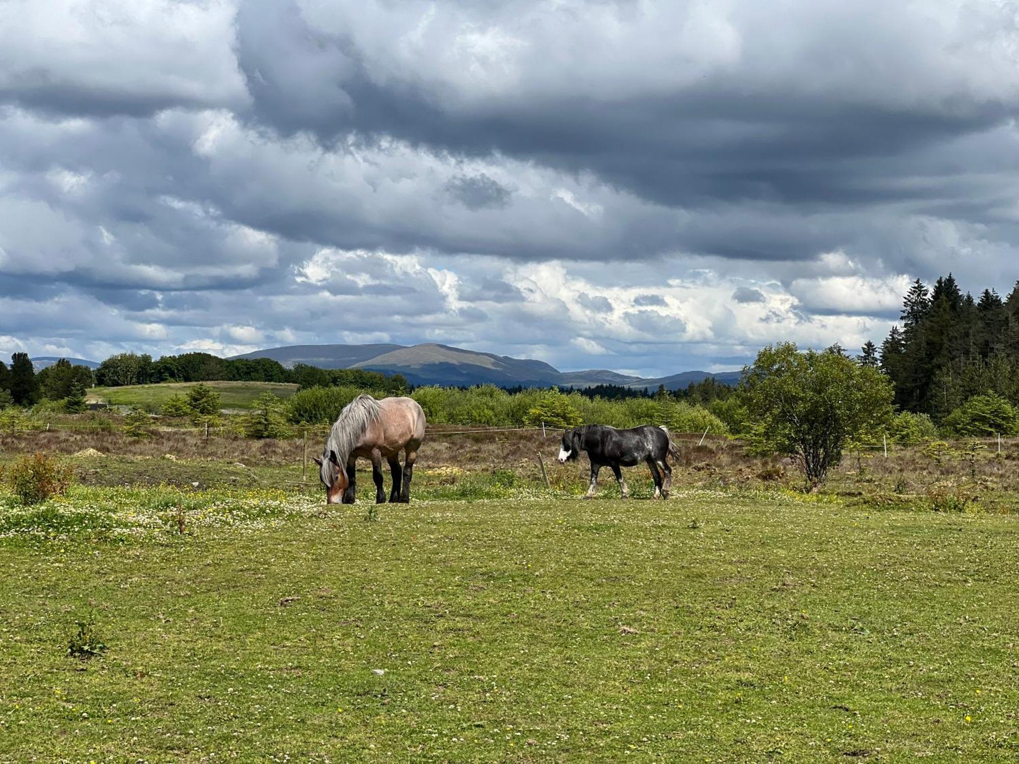 Jungle House No.26 At Three Lochs Holiday Park ニュートン・スチュワート エクステリア 写真